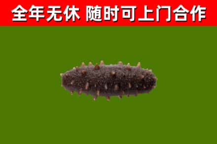 龙湖烟酒回收干海参.jpg